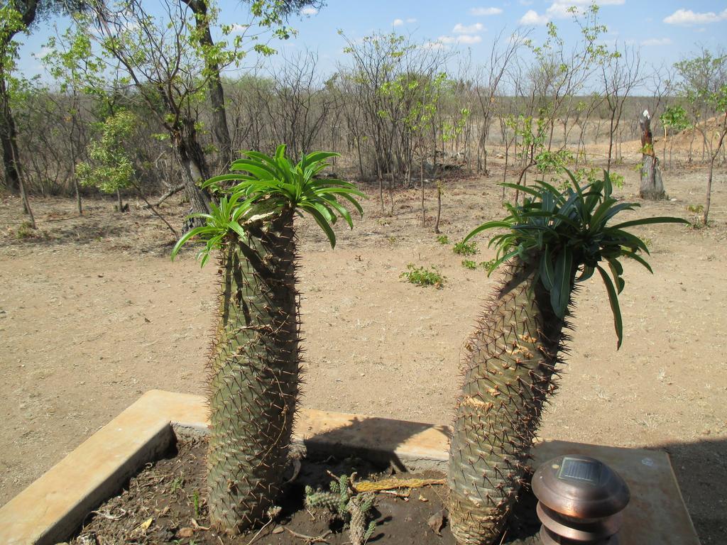 Silonque Bush Estate And Spa Phalaborwa Exterior photo
