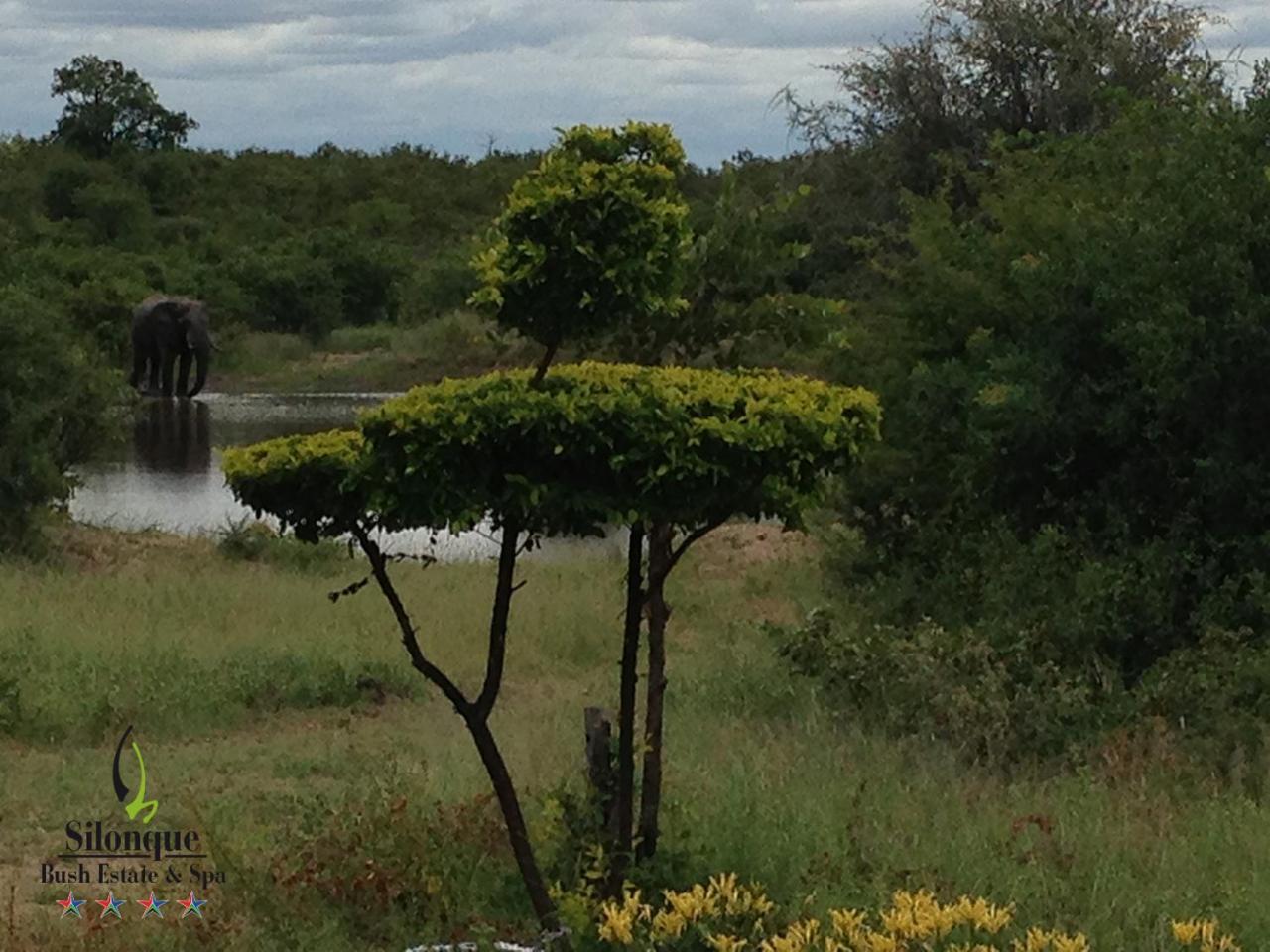 Silonque Bush Estate And Spa Phalaborwa Exterior photo